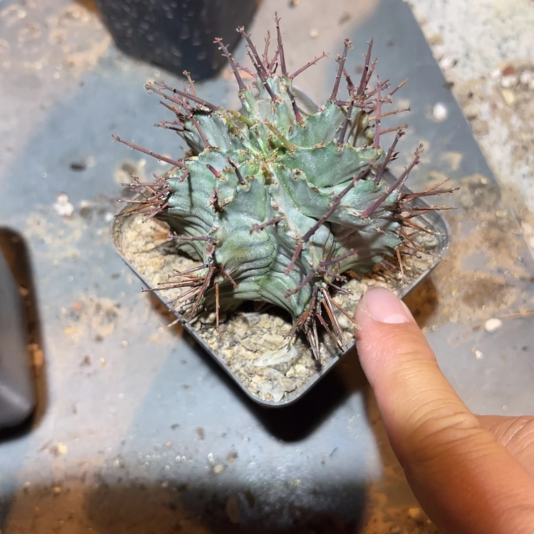 白衣魁伟玉仙人球一物一拍