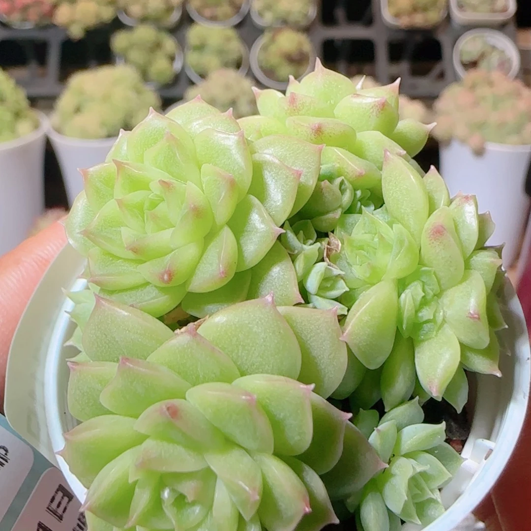 花语逸镜1111-83散