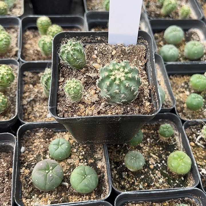 木***十仙人球670号明石丸