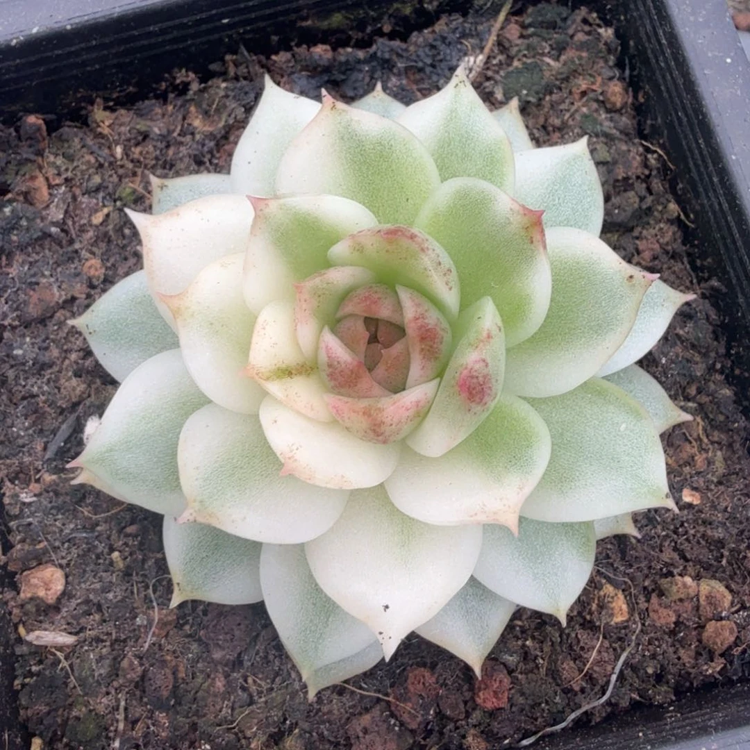 黑水晶锦潜力股锦边腹轮锦