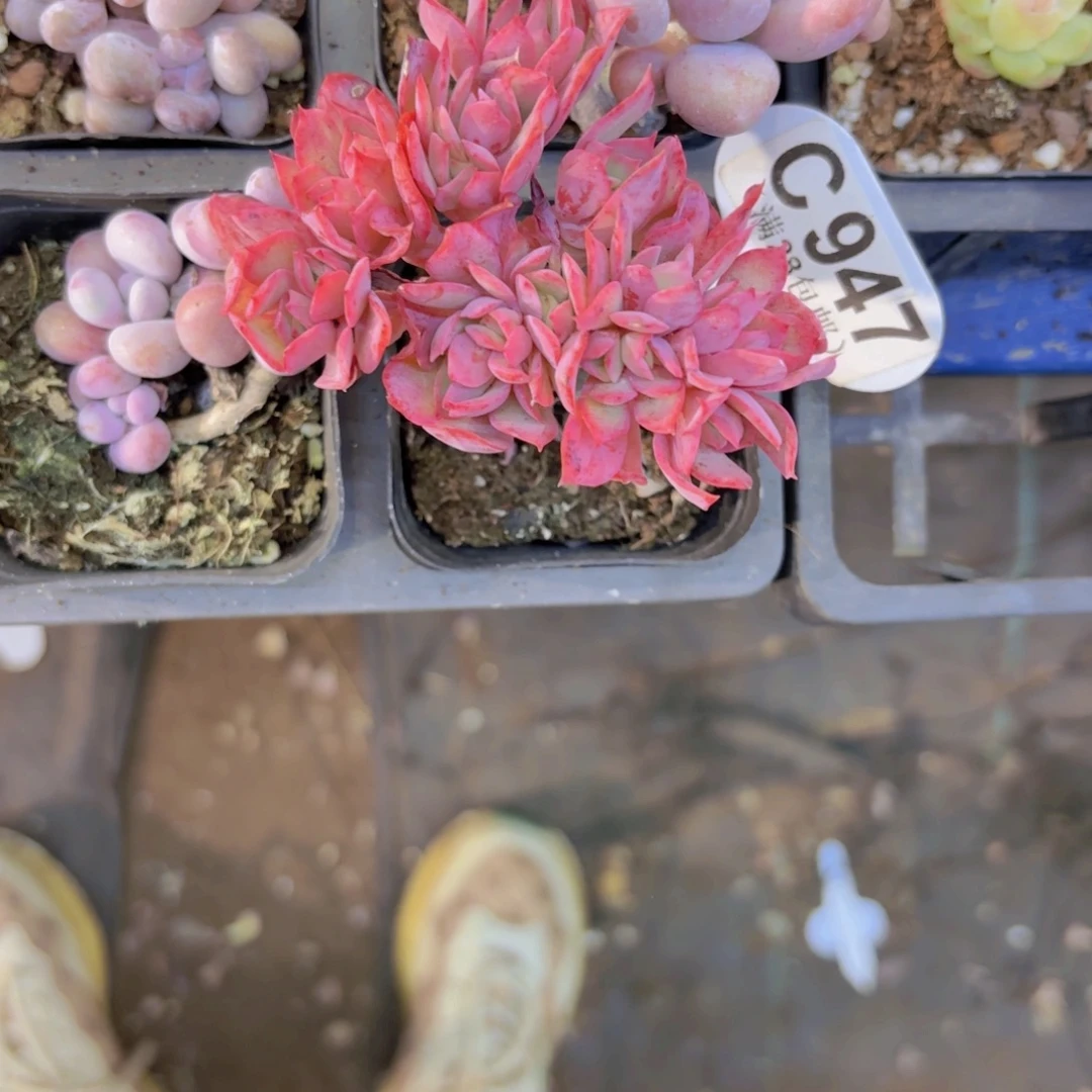 C947绮罗缀一物一拍