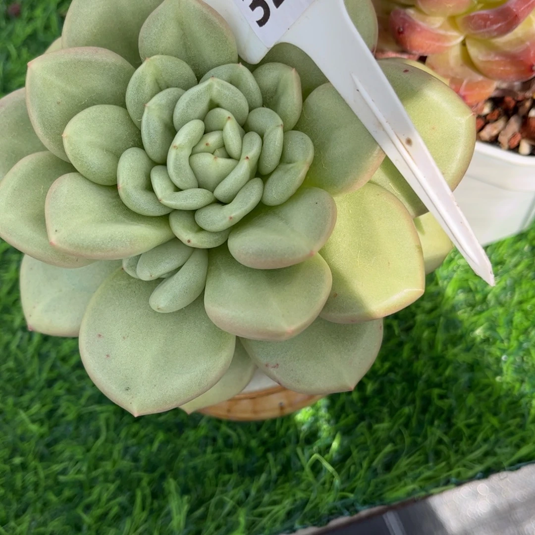****）多肉植物3269 一定要拍个冷链哦