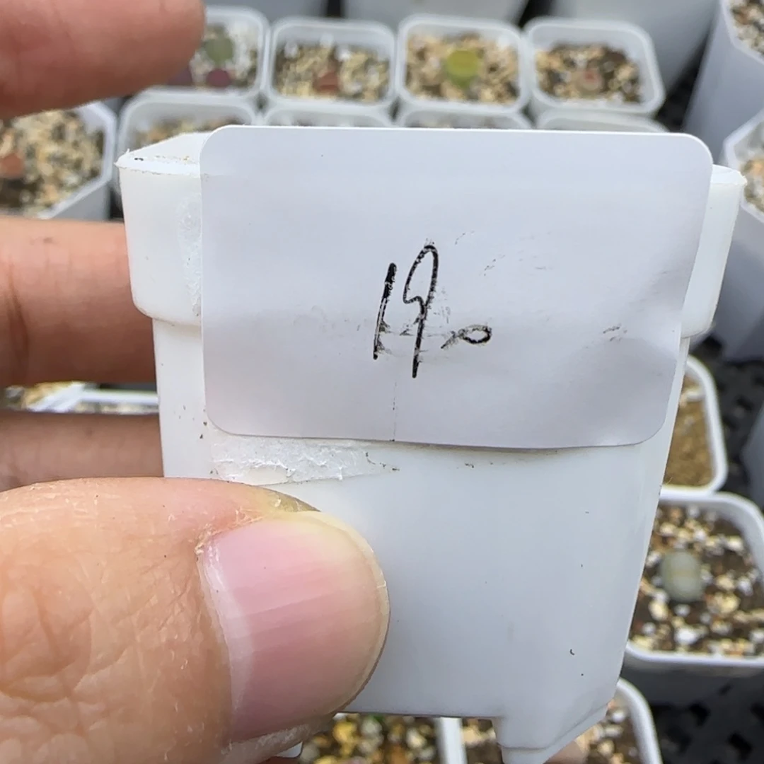 190荒189清框福利30包邮