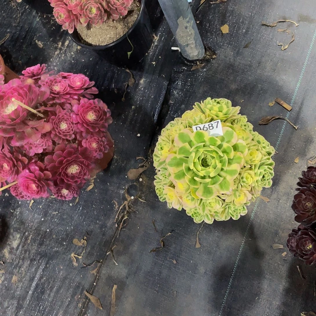 执*迈巴赫多肉     687