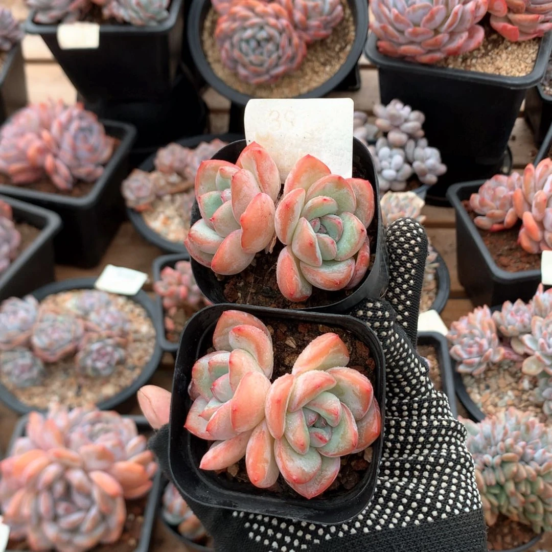 双头草莓泡芙两颗3927