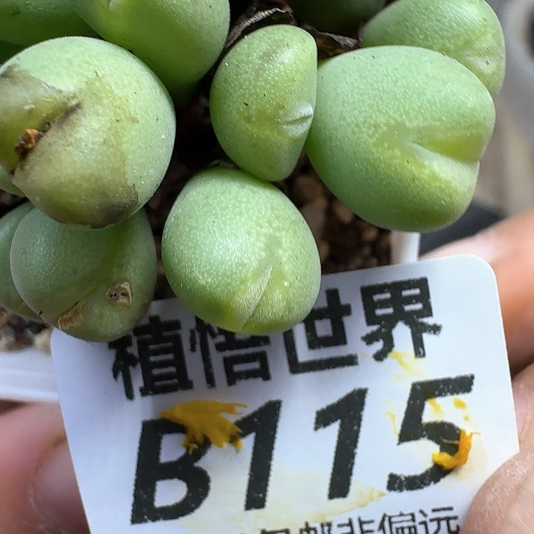 多肉植物的润泽fgbj