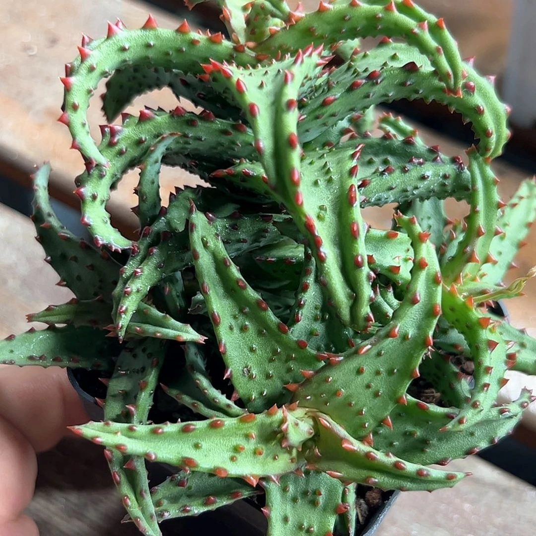 卡萨帝芦荟 小方花圃一单包邮非偏远