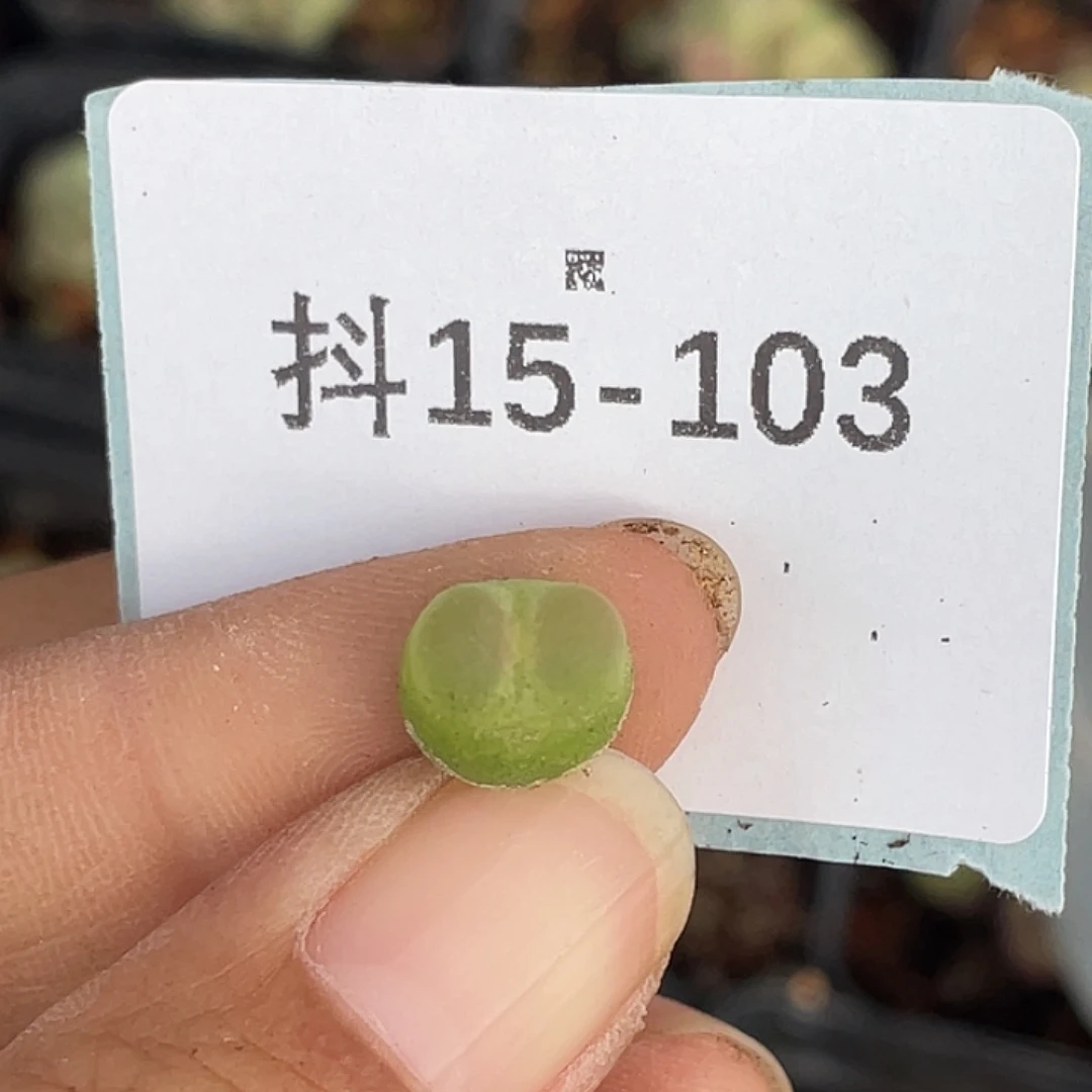 15-103拉登多肉植物