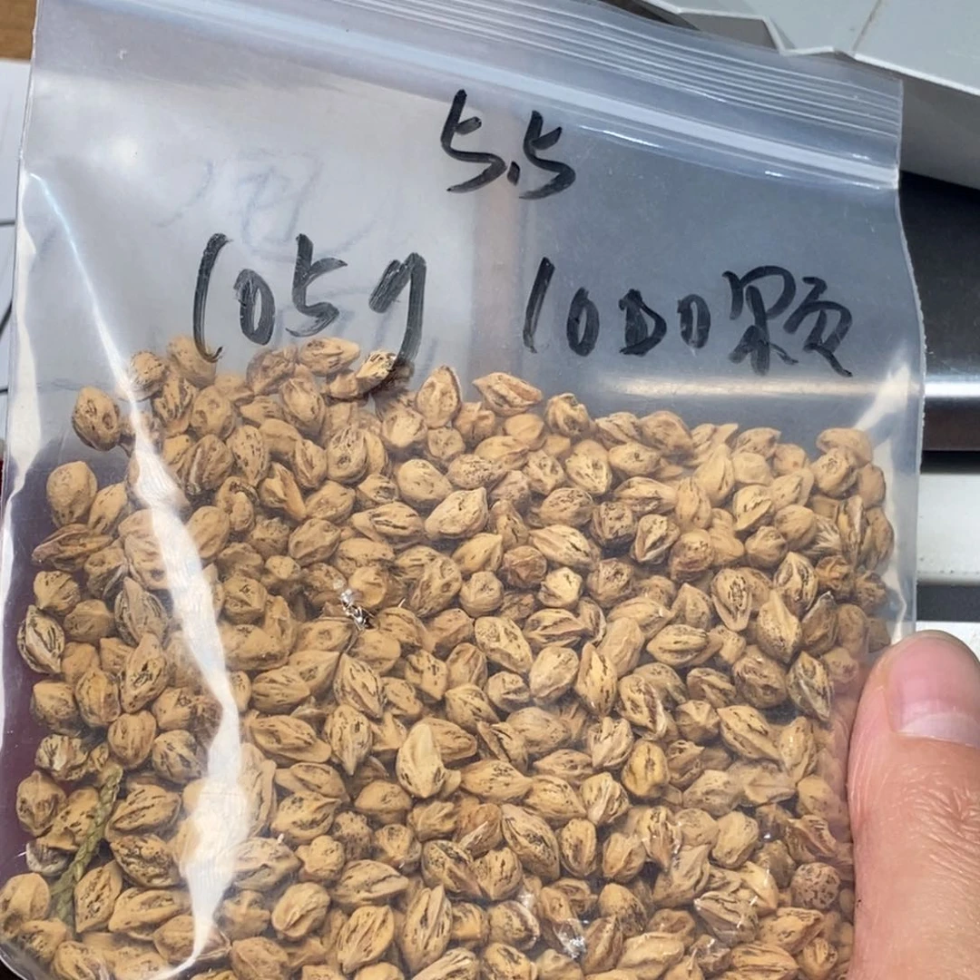 柏香籽/百香籽吊坠