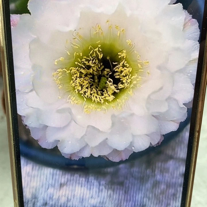 彩草黑美人带根5.2公分左右木质化
