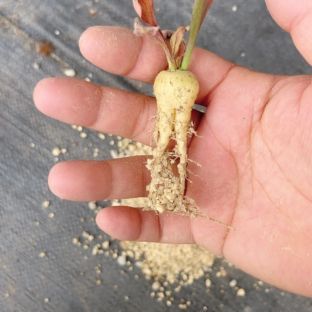 索马里大戟 多肉植物 实生