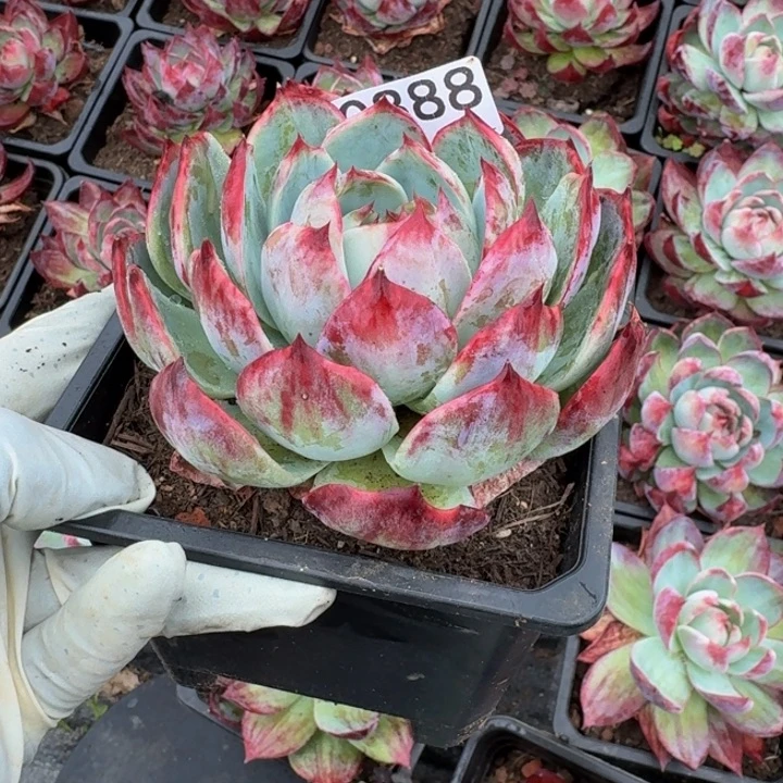 惊鸿仙子 888..........