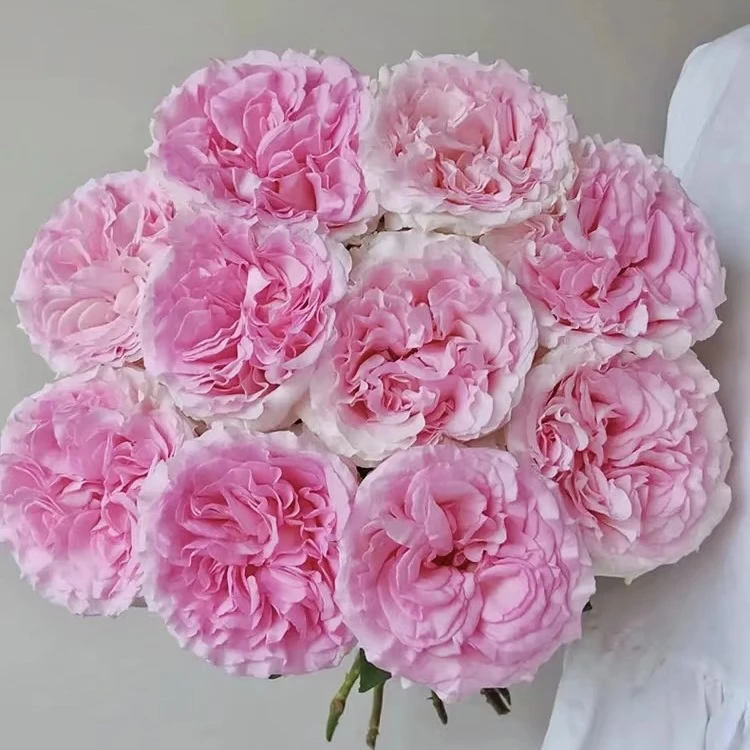 【花匠铺/诺斯沃德】洛神20枝玫瑰【1单包邮】鲜花