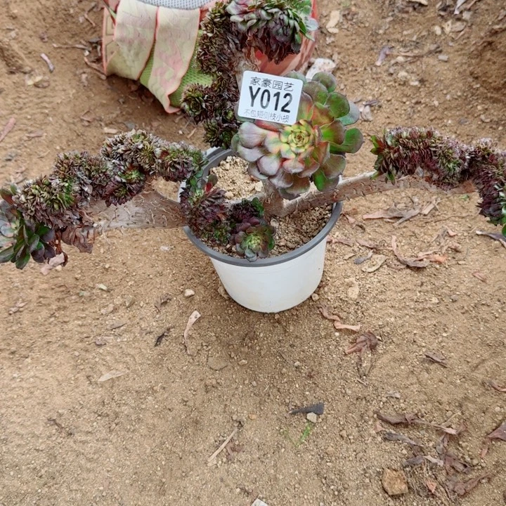 012红颜缀化官服35左右2