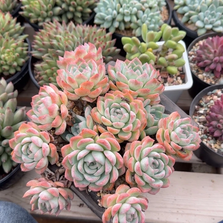 莎莎女王老桩多肉五十包邮老桩