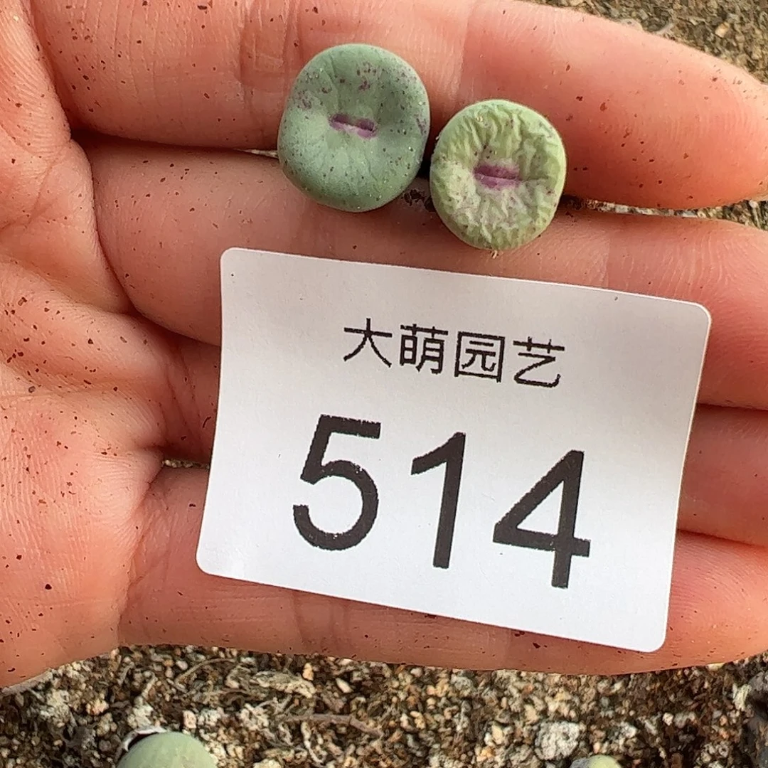 一物一拍M4×D6.  514