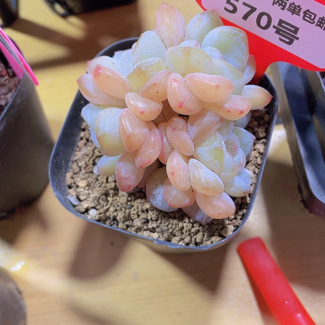 570号 大白兔朵朵缀