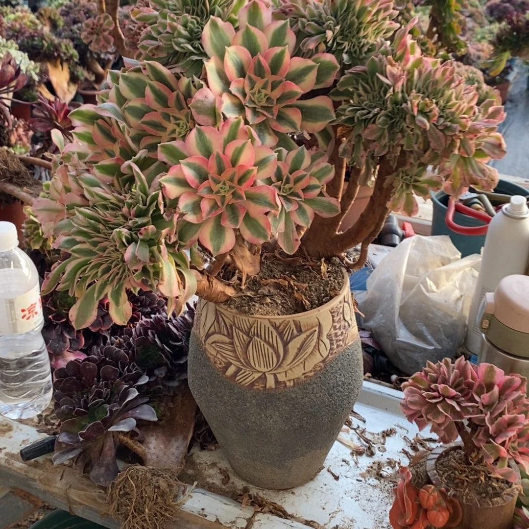 不开花植物1211号粉女巫缀化1颗多肉