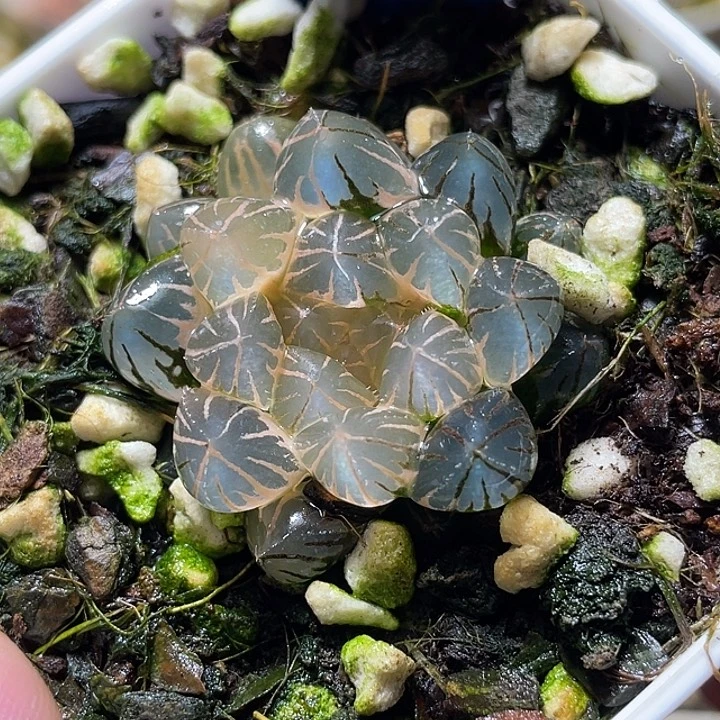 685糊斑霓虹灯锦特选度老师