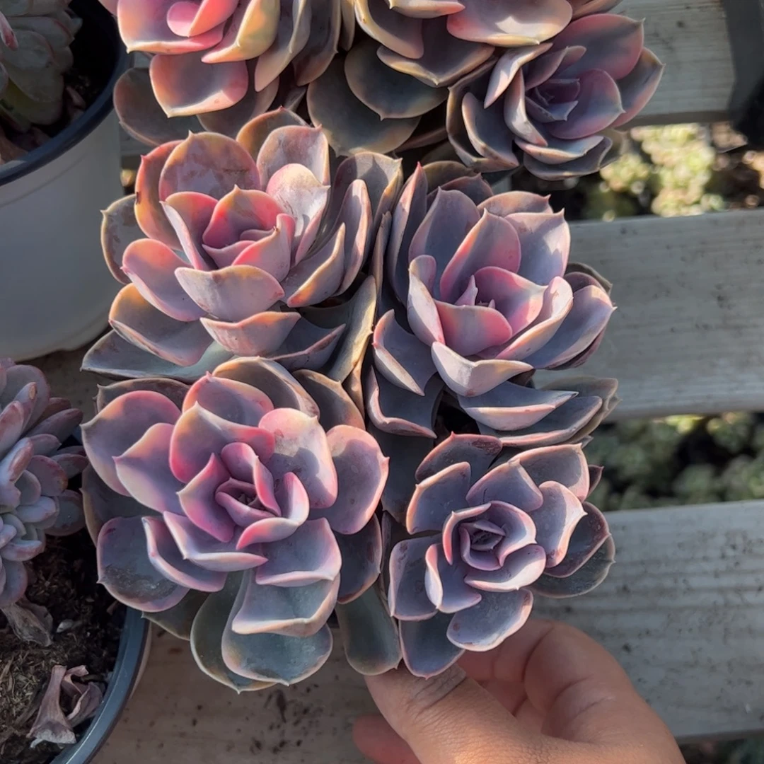 彩虹群生多肉植物精品