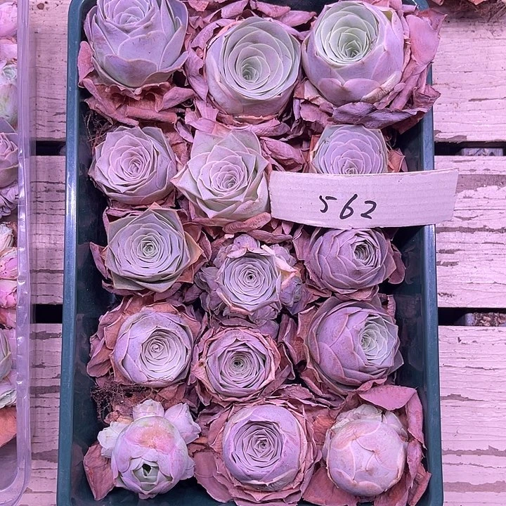 山地玫瑰562号，一物一拍15颗含3颗捧花