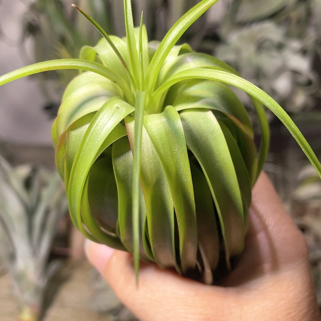 密叶贝可利6号 空气凤梨