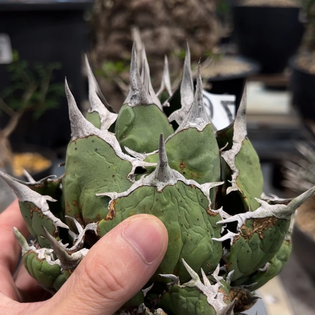 强***笑76龙舌兰植物脱土发货