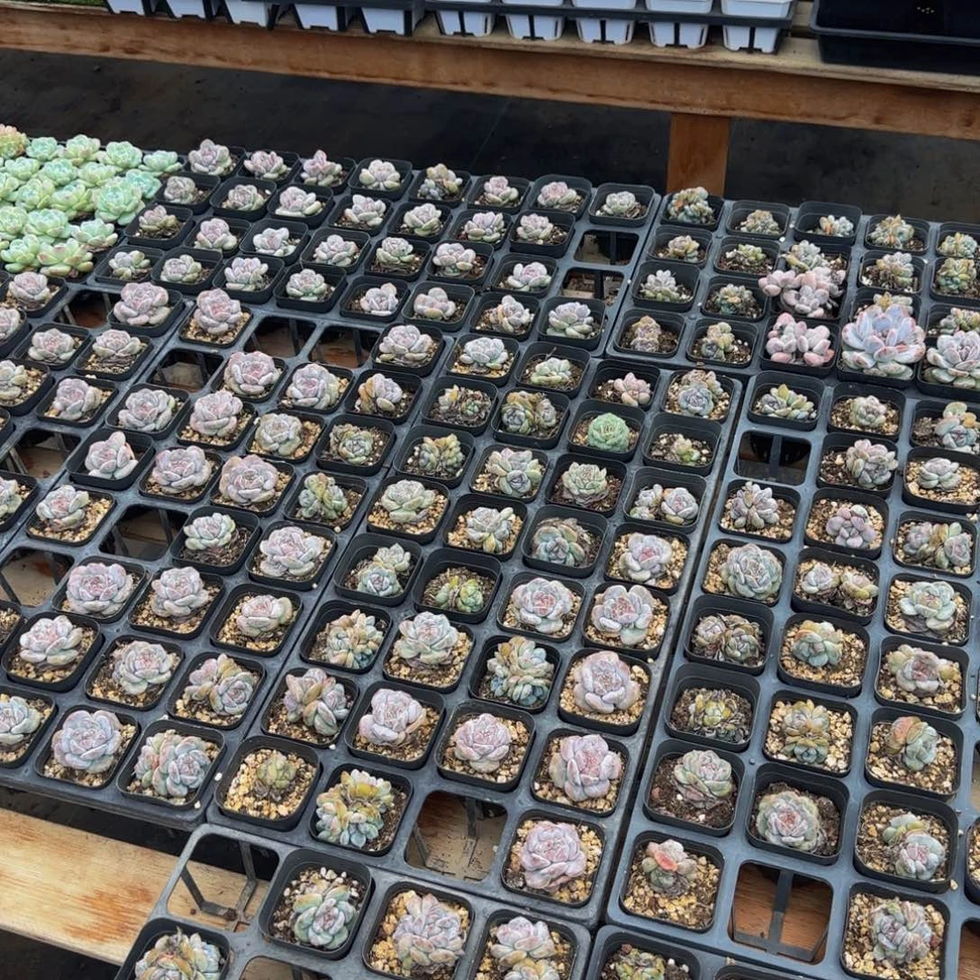 3颗一组招牌款圆叶单头特价