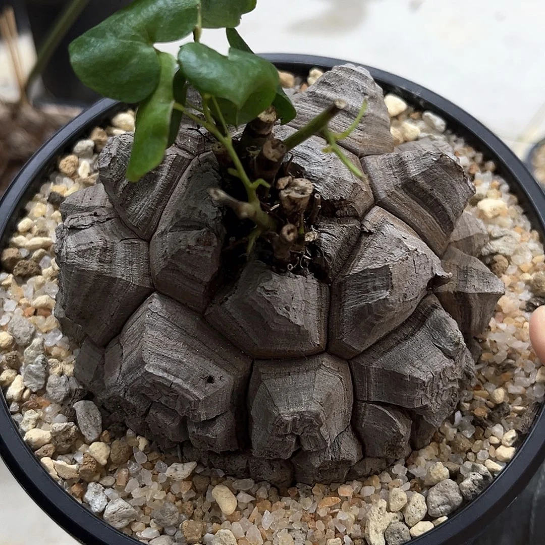 潮流植物 剑甲龟