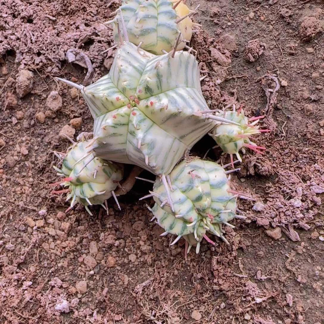三****玩块根植物块块根植物
