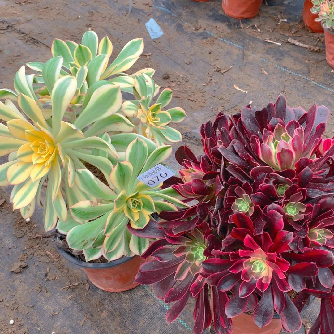 070法师组合老桩多肉