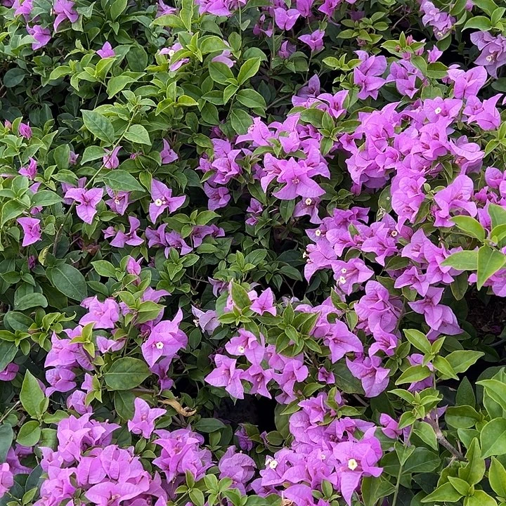 当前无花栽培后可以开花巴西紫 随机发货 带花
