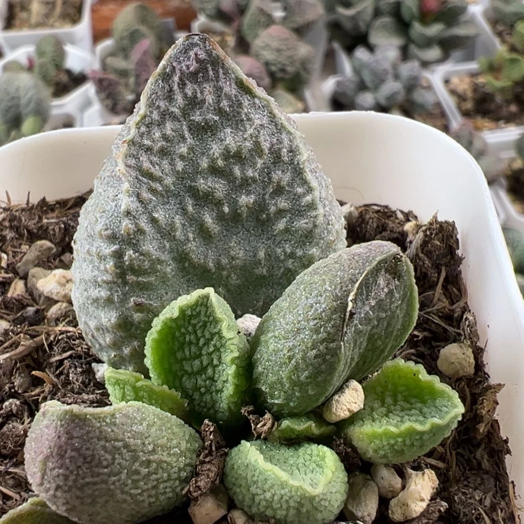 实生新品大苗多肉植物水泡