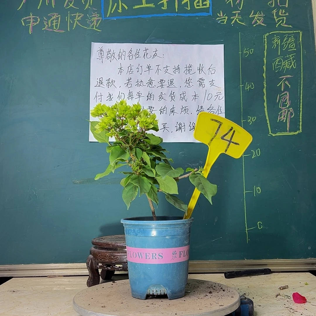 当前无花栽培后可以开花怡锦74