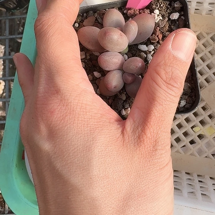 ?****cv x c b g x c g h h 204