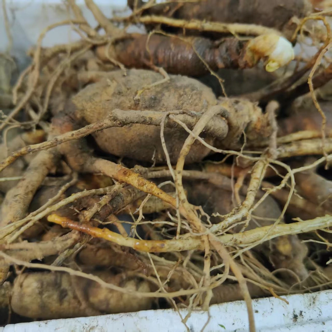 【飞台老郭私藏】飞台老林下参茶251克 /包