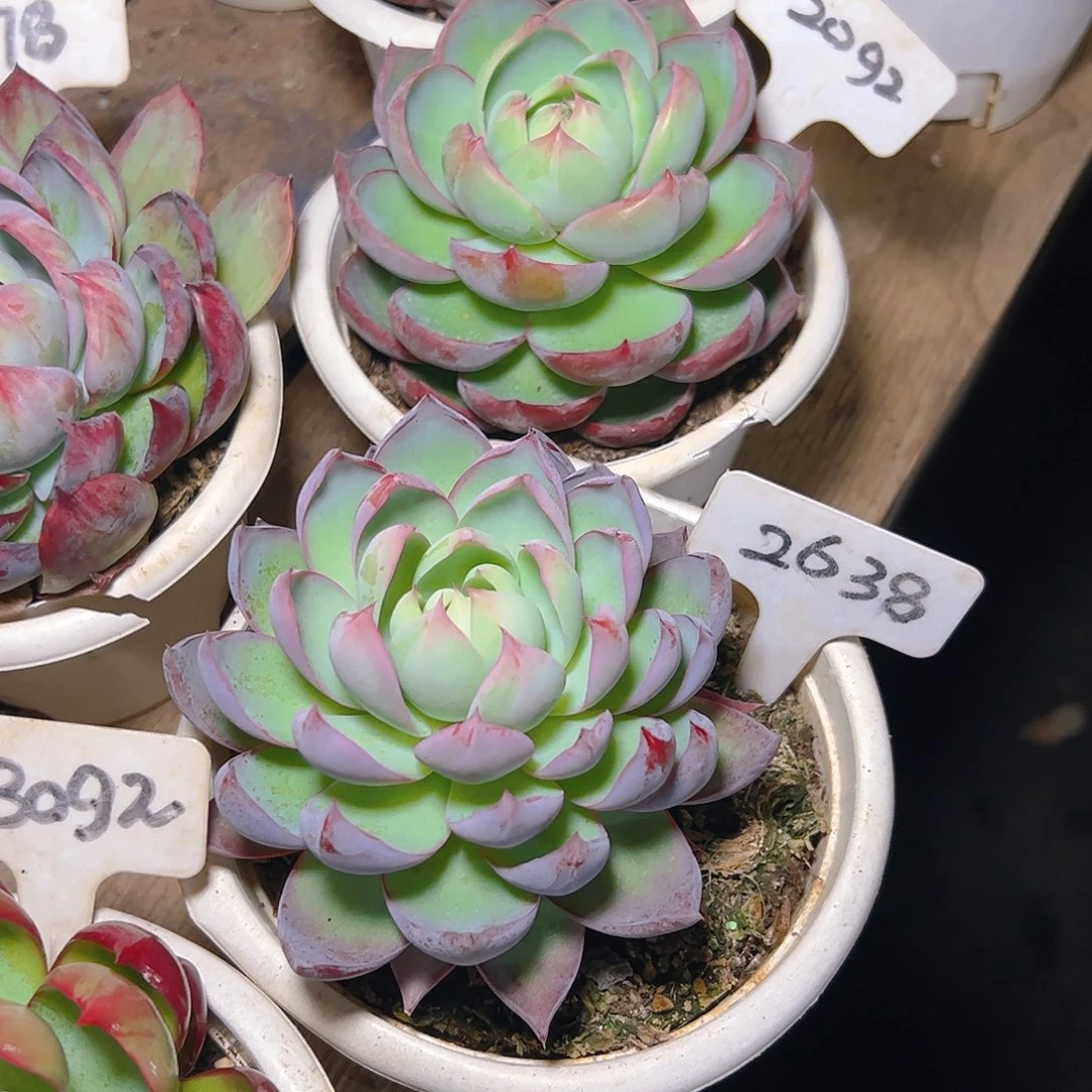 惊鸿仙子2638.2092号