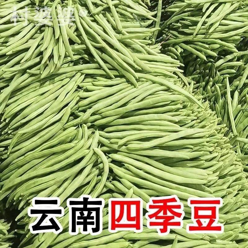 云南新鲜四季豆豆豆筋毛豆豆现摘青豆蔬菜应季
