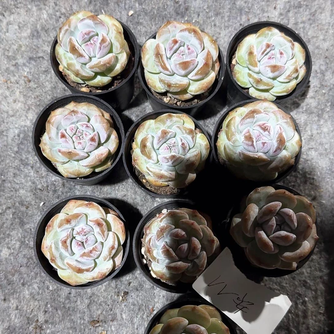 Vv安一物一拍专拍