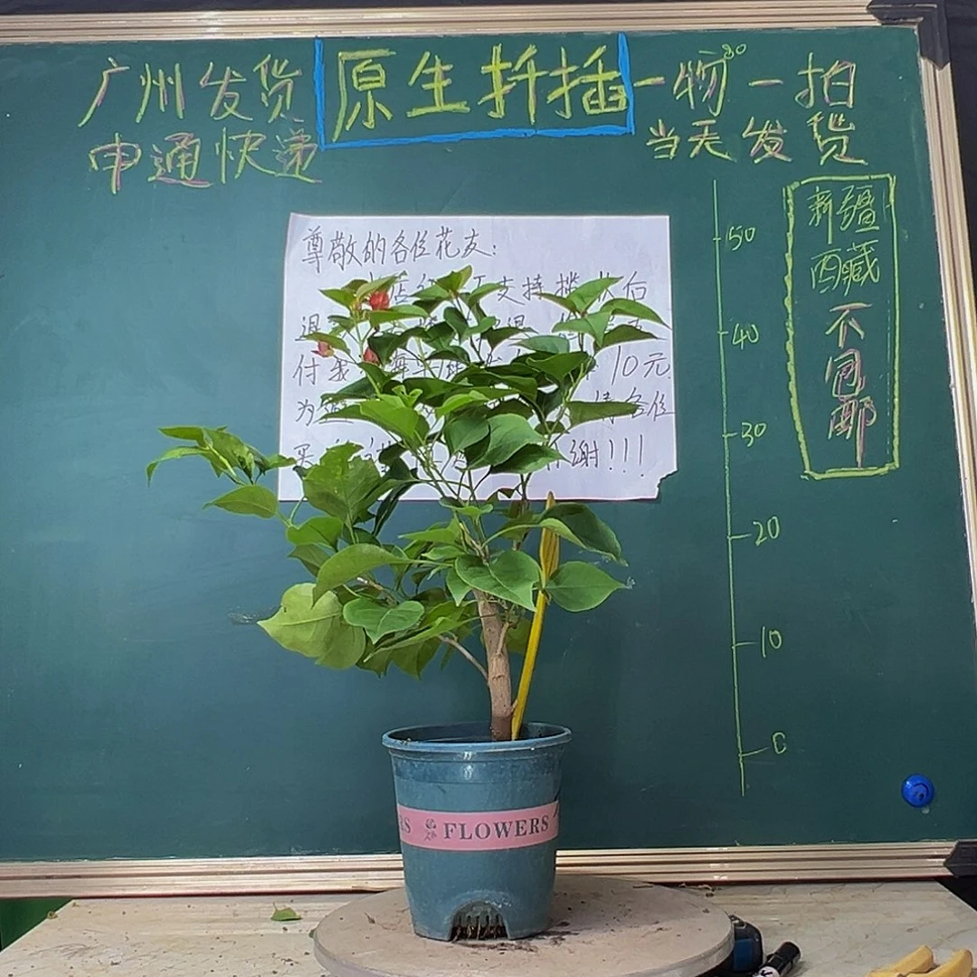 当前无花栽培后可以开花粗弯杆 不甜西瓜17