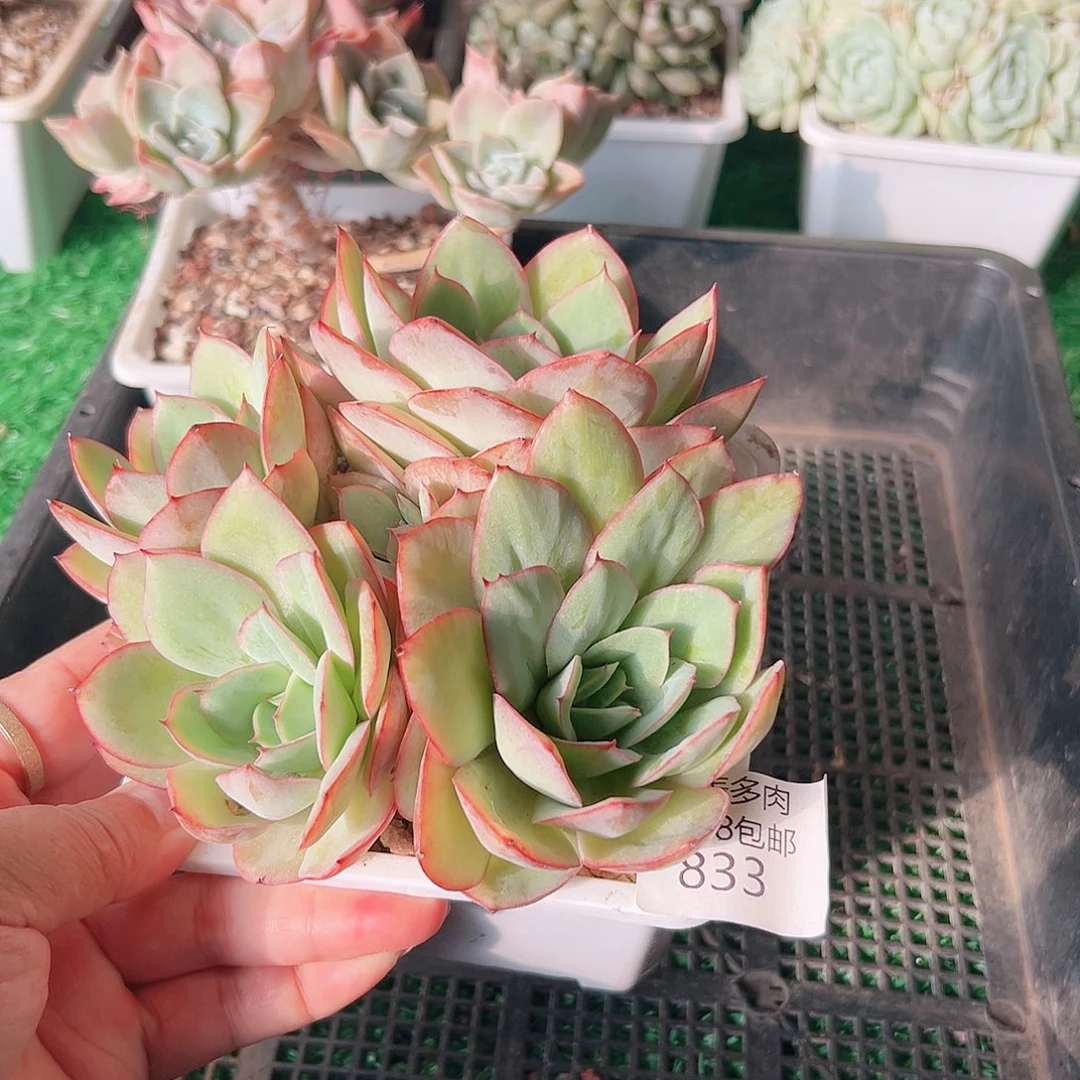 多肉一物一拍植物833