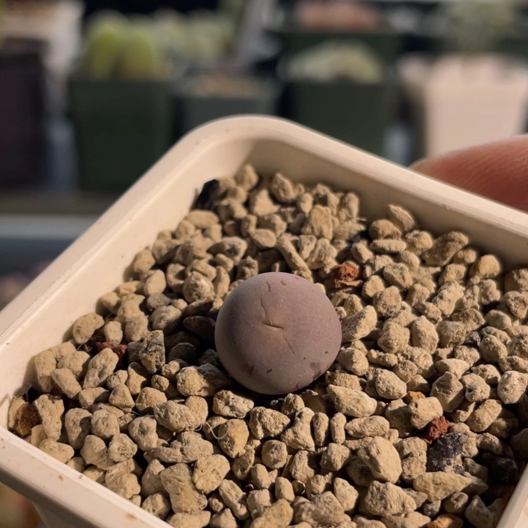 434v嘴植物一物一拍