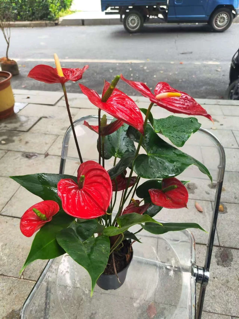 红掌盆栽花卉室内好养四季开花植物