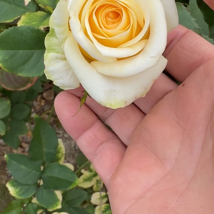 无花朵一加仑烛光