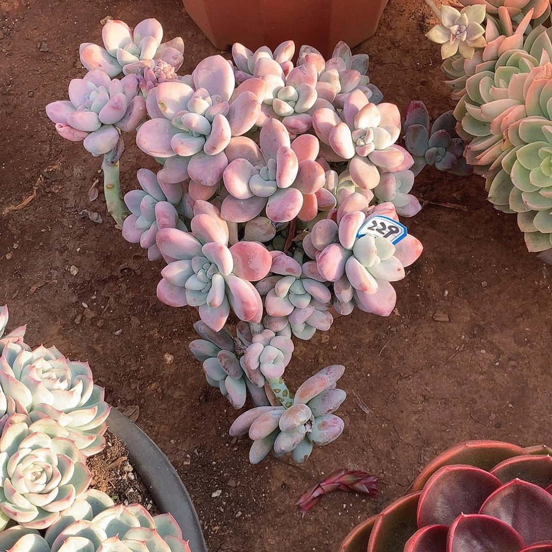 229洛神 一物一拍多肉