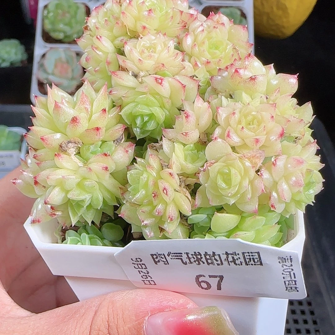 0926-67麦秆优选不包整