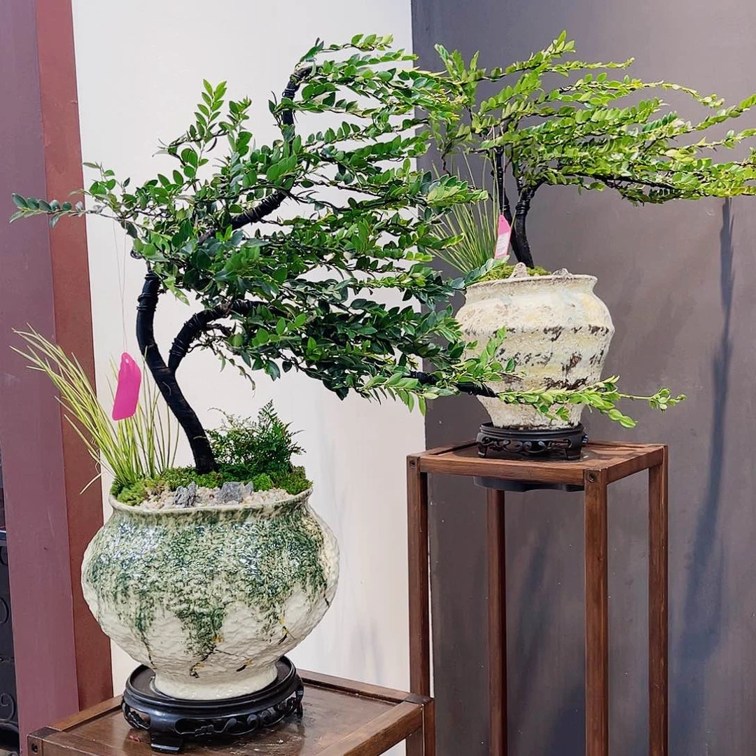 高端绿植一物一拍