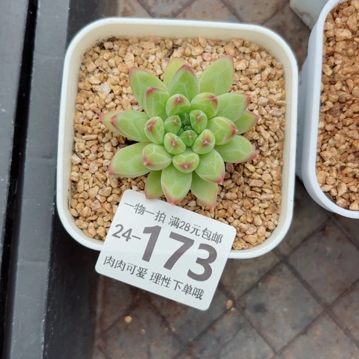 胖体青花瓷无盆土发货无