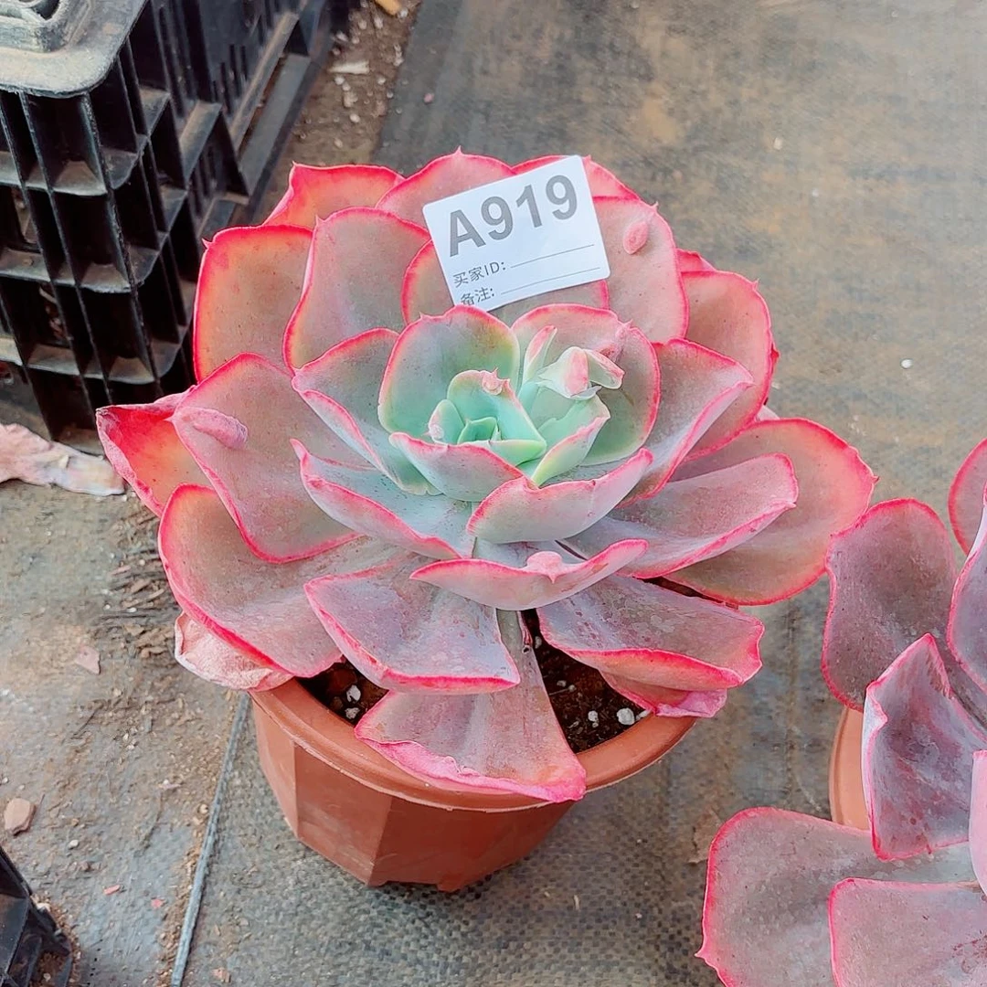 花***痕天空之城多肉植物919