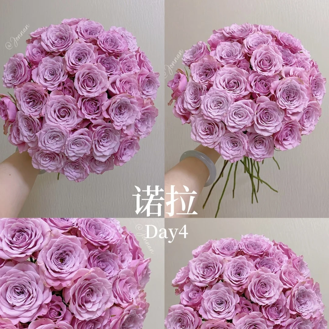 两单包邮！【发顺丰冷链】【诺拉】玫瑰花